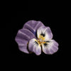 Pansy brooch / pendant with enamel